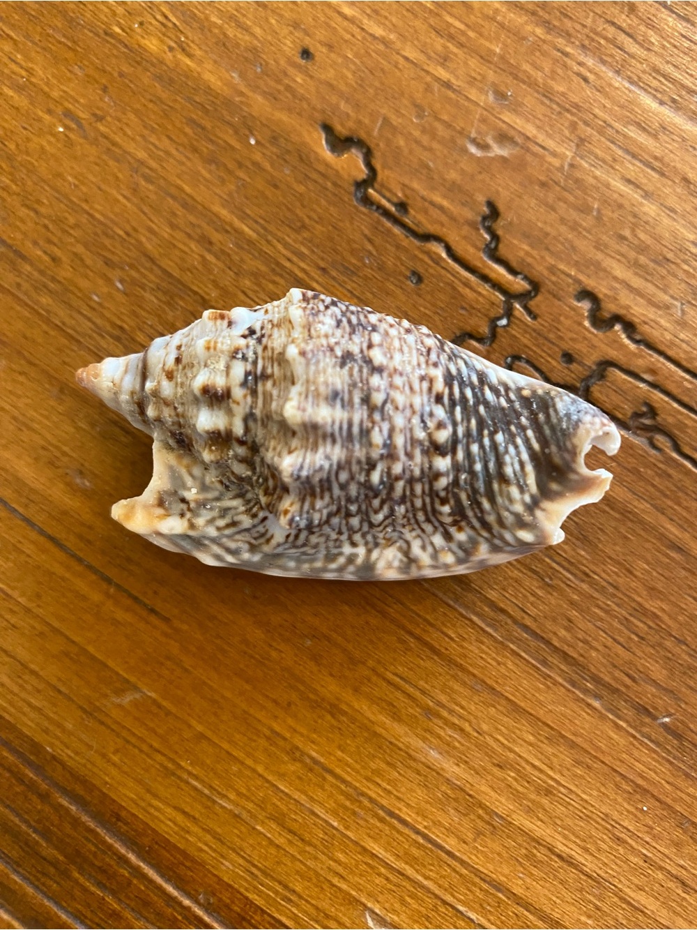 Seashell bundle - Picture 8 of 8